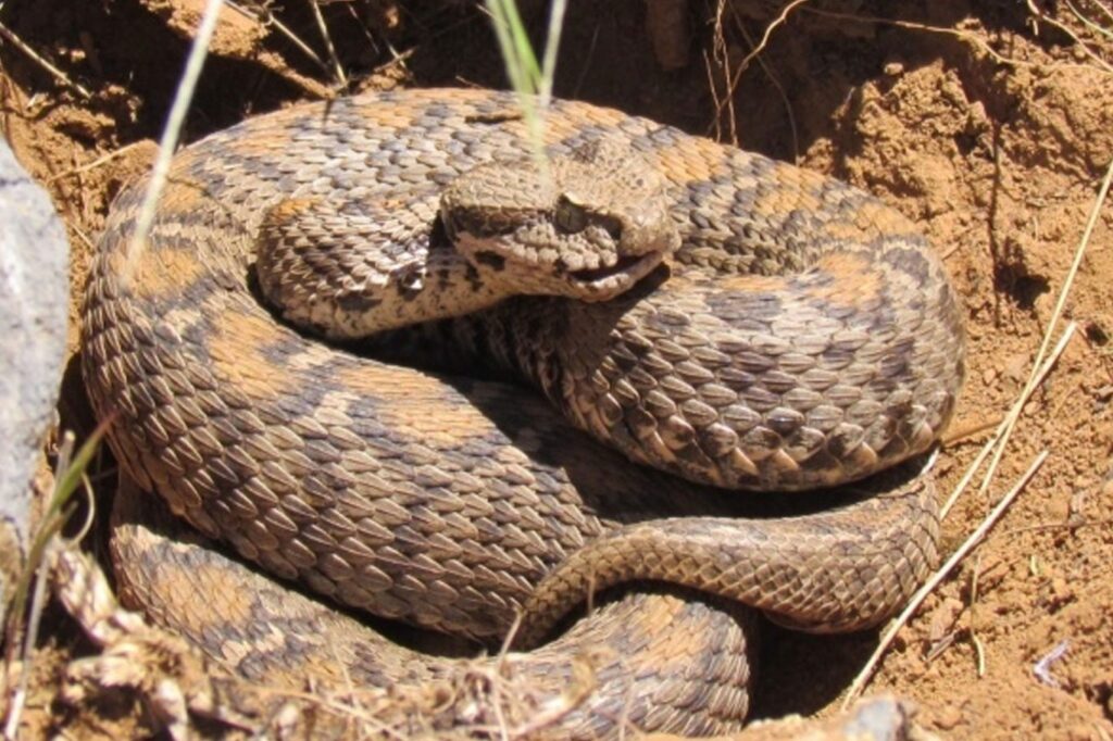 Yılanların Kaderini Dinozorları Yok Eden Göktaşı Mı Belirledi?