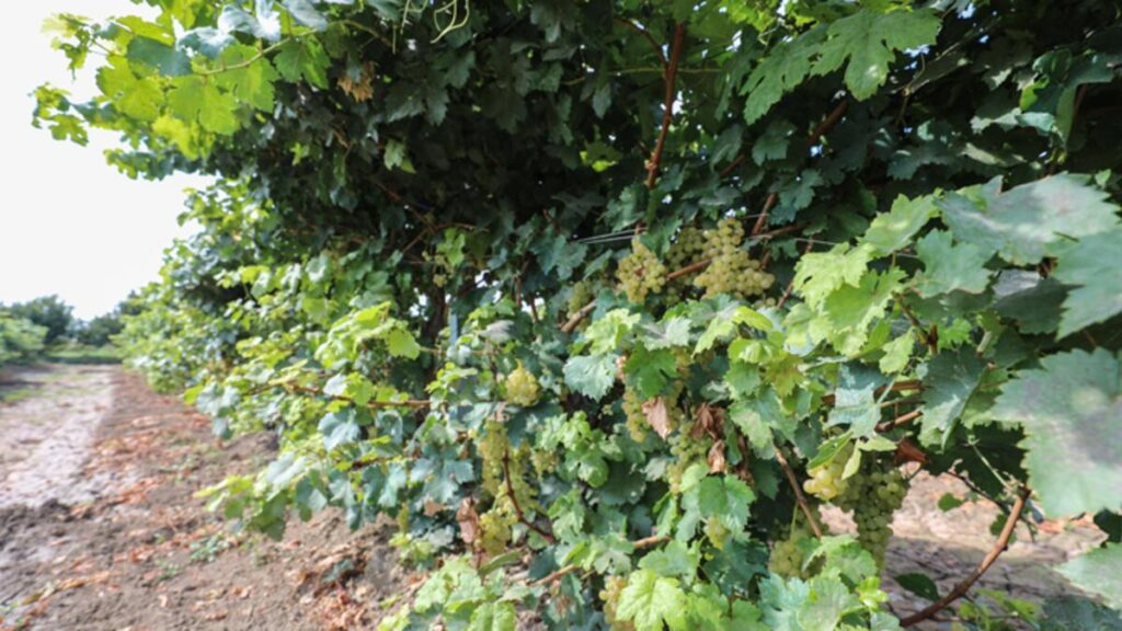 Iğdır‘ ın Bağlarında Üzüm Bereketi ..!