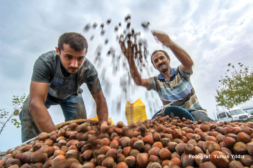 Fındık Sezona 26 TL İle Başladı 23 TL‘ ye Kadar Düştü !