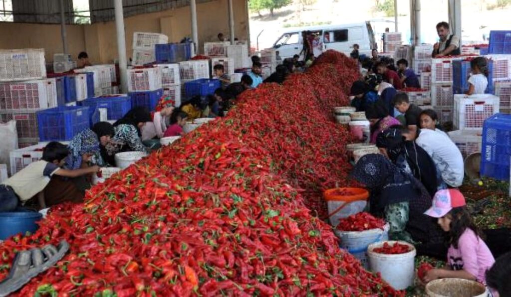 Geçimlerini Biberden Kazanıyorlar!