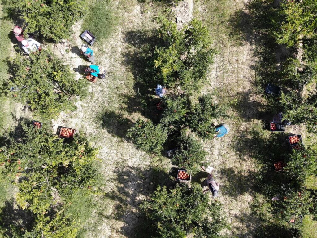 Nar Üreticilerinin Yüzleri Gülecek ..!