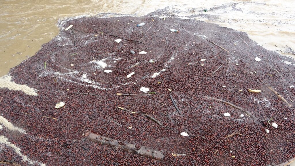 Sağanak Yağmur Sonrası Fındıklar Irmağa Aktı !