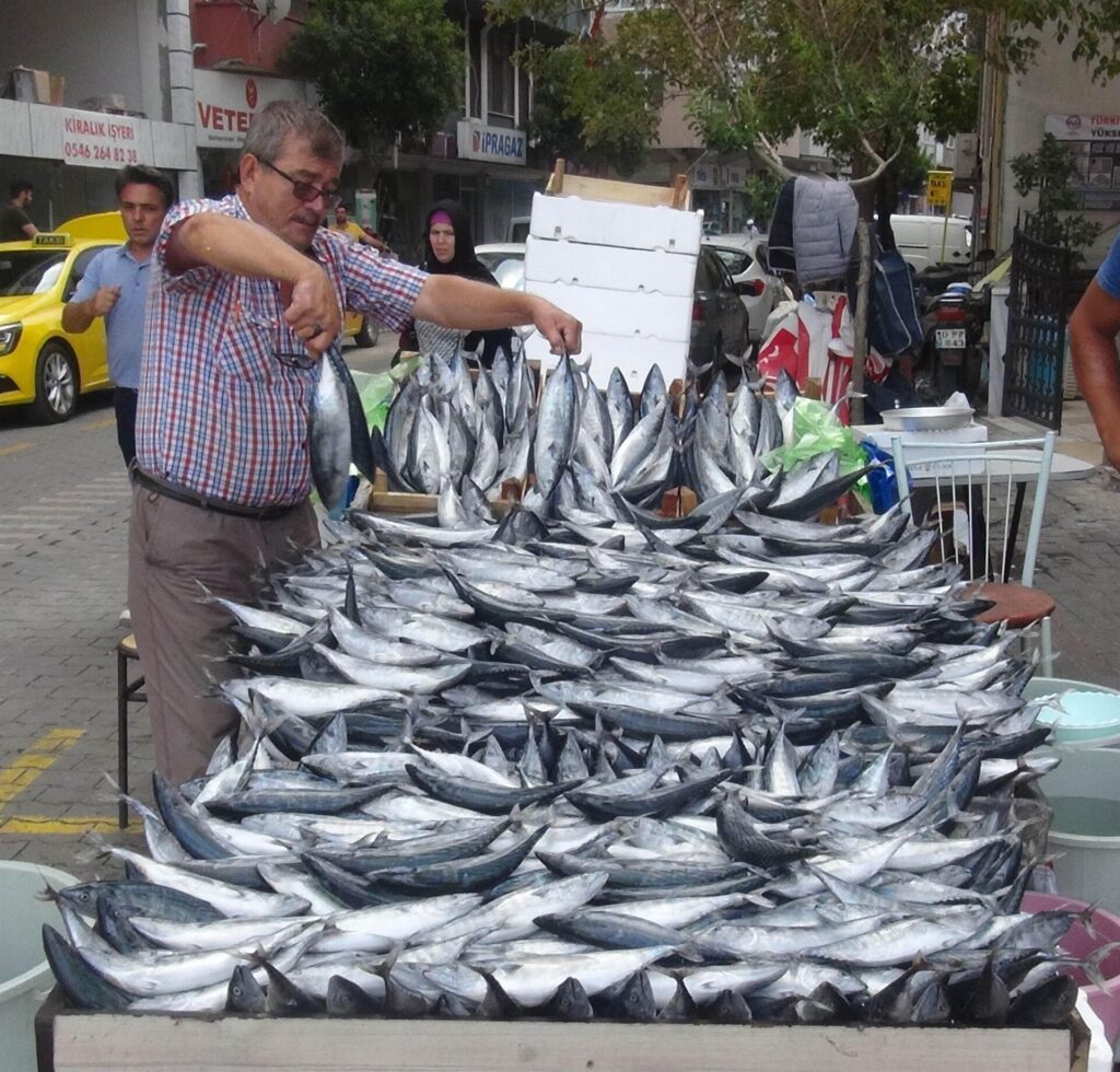 Marmara‘ dan Çıkan Bol Palamut Balıkçıları Sevindirdi!
