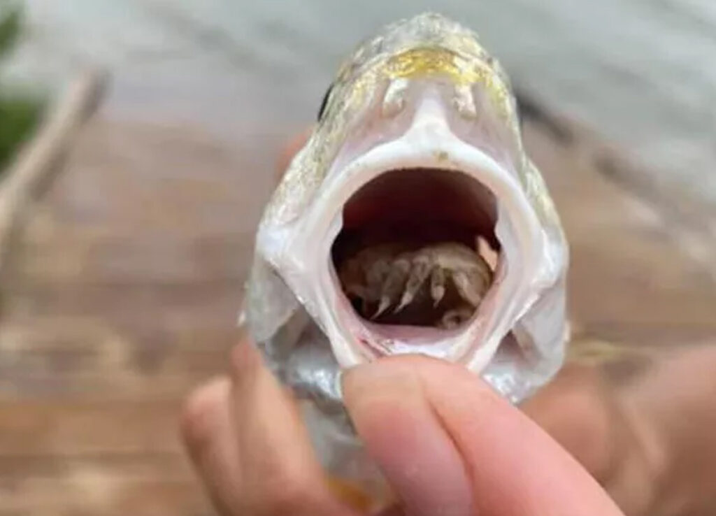 Balığın Ağzından Çıkan Parazit Herkesi Şok Etti..!