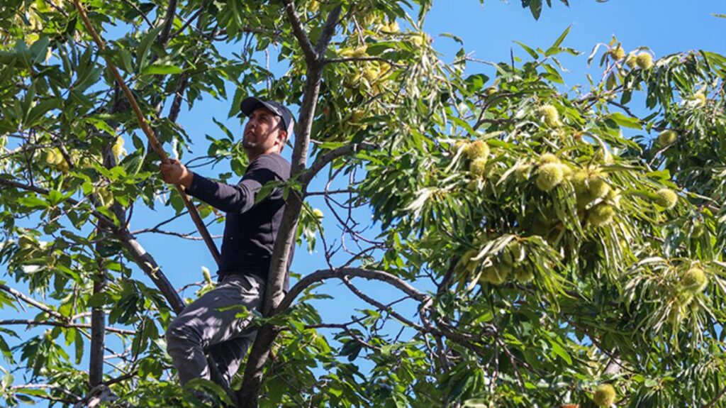 Kestane Hasadında Çalışanlar 600 Lira Yevmiye Alıyor..!