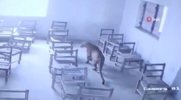 Hindistan‘ da Okula Giren Leopar 1 Öğrenciyi Yaraladı !